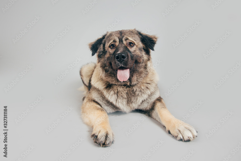 Obraz premium Cute and funny Caucasian Shepherd dog posing for the camera in a studio