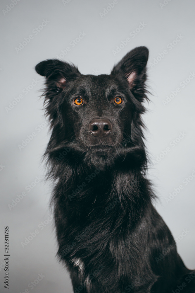 Cute and funny adopted dog posing for the camera in a studio Cute and funny adopted dog posing for the camera in a studio