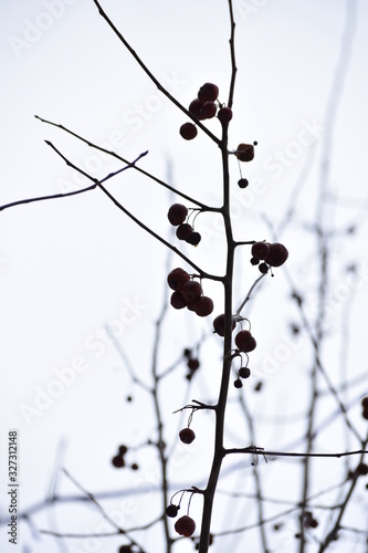micro apples. raenet