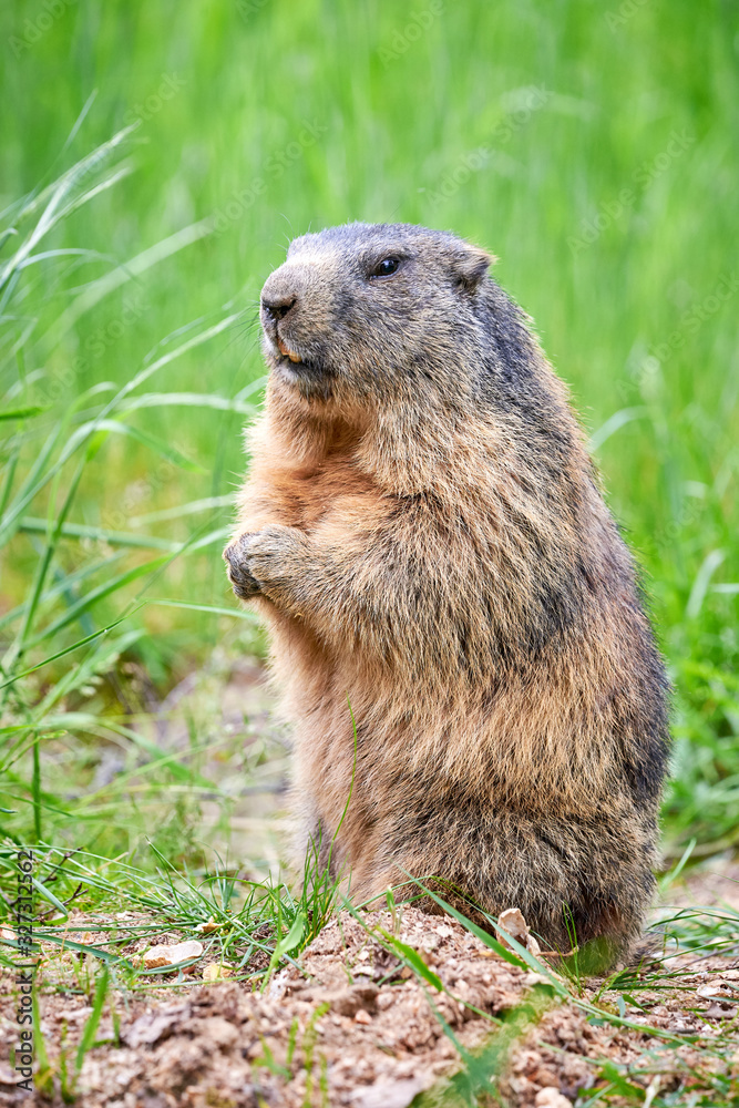 Alpine Marmot Closeup (Marmota marmota) Alpine Marmot Closeup (Marmota marmota)