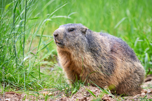 Alpine Marmot Closeup (Marmota marmota)