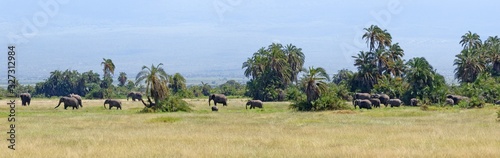 Elefanten im Amboseli