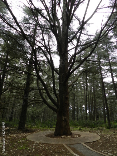 forêt de cedres dans le  luberon photo