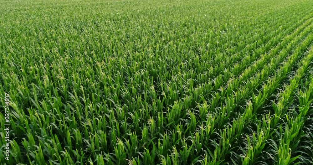 Drone flight over a corn field before harvest. Ear of wheat moving in the wind, while the drone flying in short distance over the agricultural area. Sun reflecting in the green plants Drone flight over a corn field before harvest. Ear of wheat moving in the wind, while the drone flying in short distance over the agricultural area. Sun reflecting in the green plants