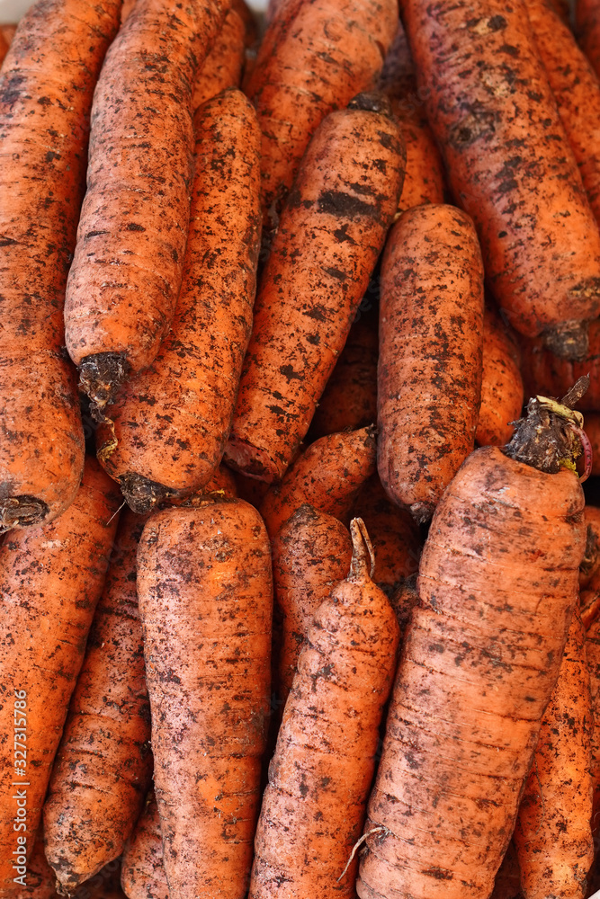 Heap of freshly excavated carrots, dirty, with earth Heap of freshly excavated carrots, dirty, with earth