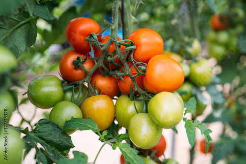 Red fresh ripe tomatoes in greenhouse. Ecological crop