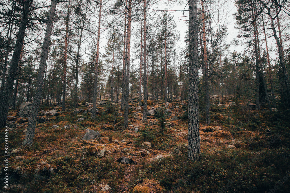 Fototapeta premium Karelian forest in autumn