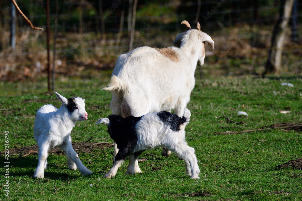 Obraz premium Weiße Deutsche Edelziege mit Zicklein 