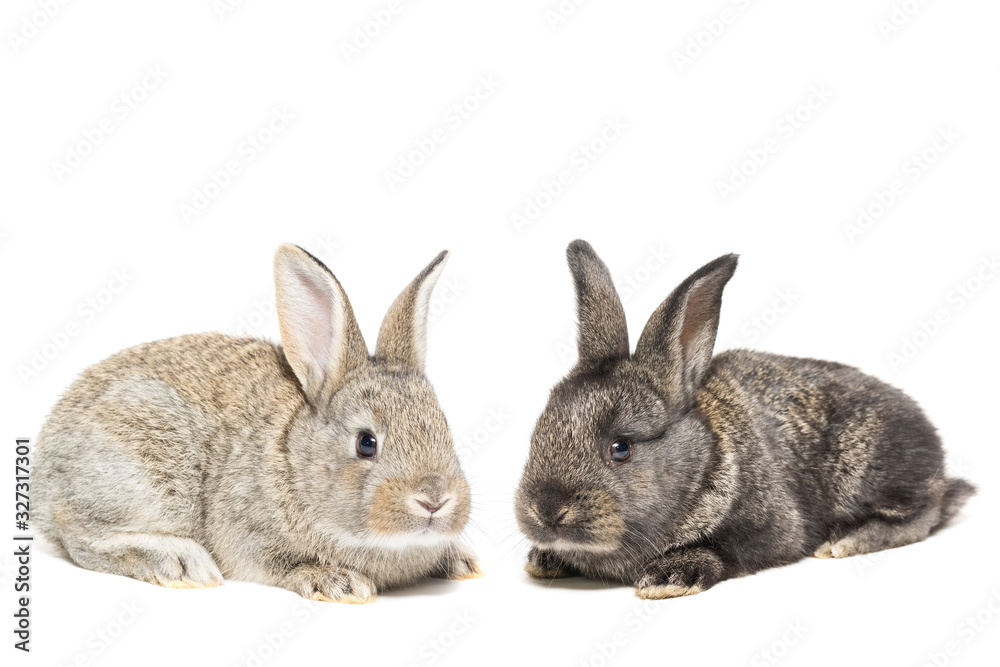rabbit on white background. rabbit on white background.