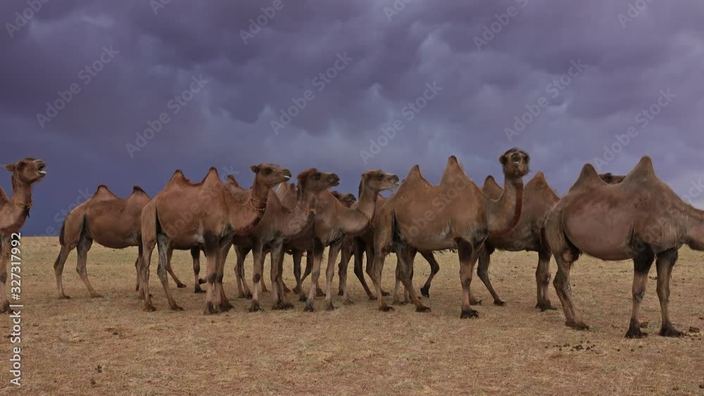 Group camels in steppe under storm clouds sky, Mongolia, 4k Group camels in steppe under storm clouds sky, Mongolia, 4k