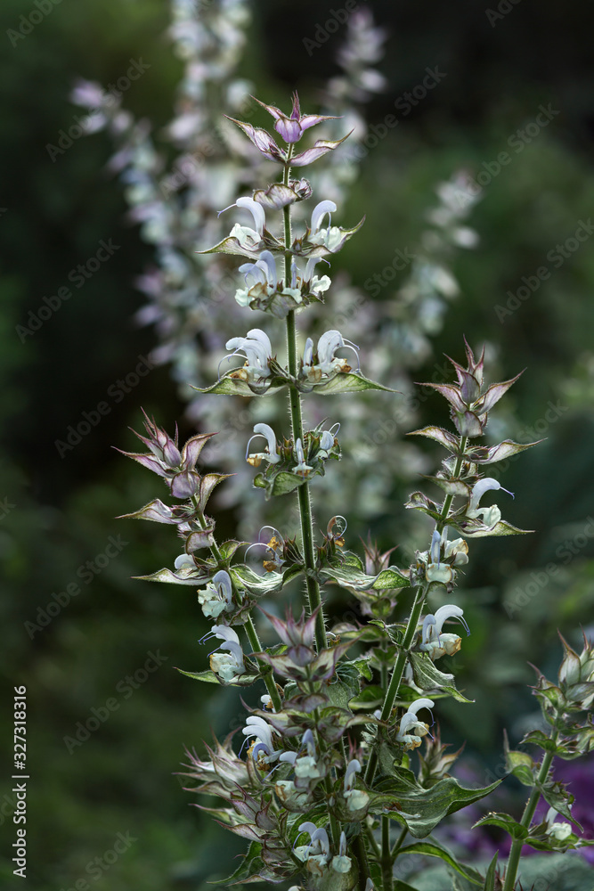 Blooming sage in the garden, green background Blooming sage in the garden, green background