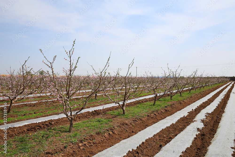 Obraz premium Peach trees bloom in the fields in spring