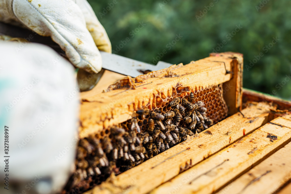 The beekeeper holds a honey cell with bees in his hands. Beekeeper inspecting honeycomb frame at apiary. The beekeeper holds a honey cell with bees in his hands. Beekeeper inspecting honeycomb frame at apiary.