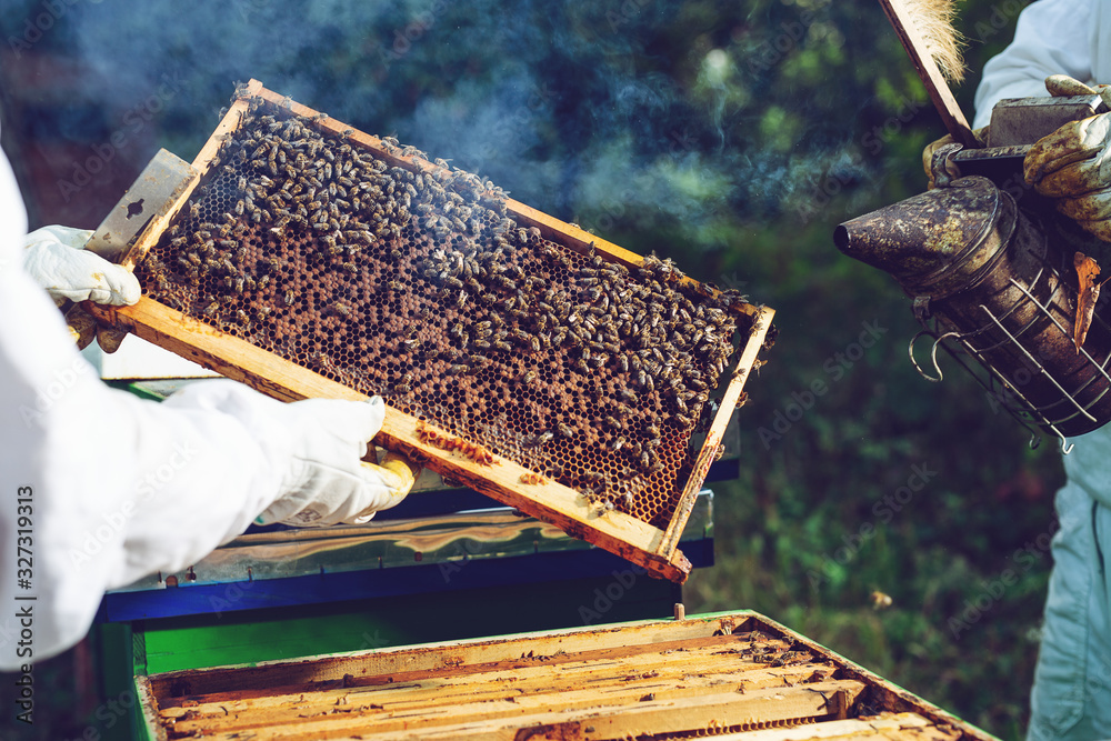 The beekeeper holds a honey cell with bees in his hands. Beekeeper inspecting honeycomb frame at apiary. The beekeeper holds a honey cell with bees in his hands. Beekeeper inspecting honeycomb frame at apiary.