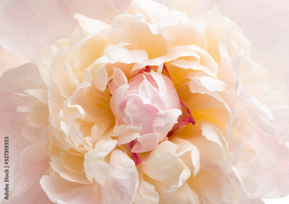 beautiful peony isolated beautiful peony isolated