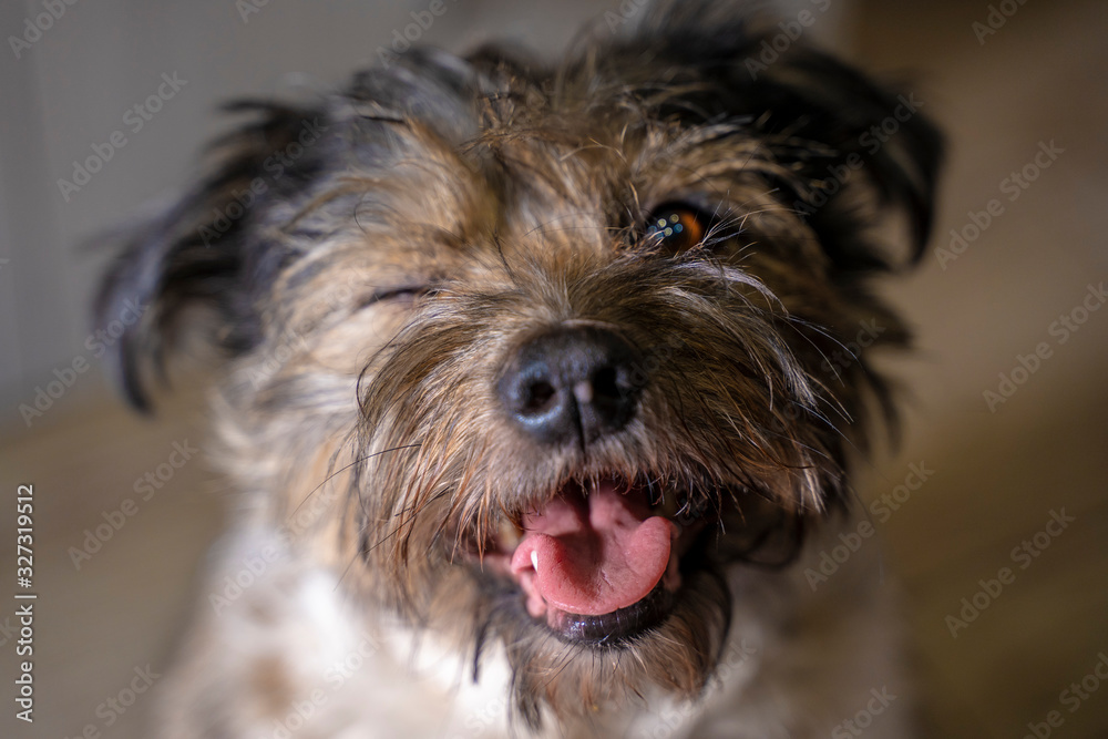 Portrait of a dog winking and smiling.