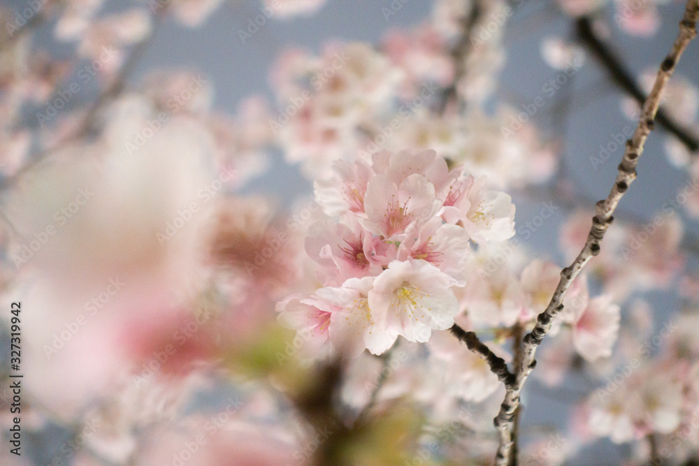 桜 桜