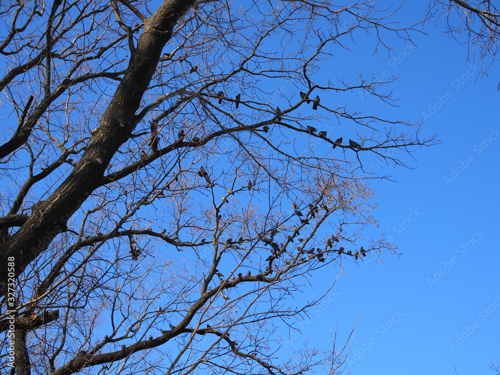 Pigeons are sitting on the branches of trees Pigeons are sitting on the branches of trees