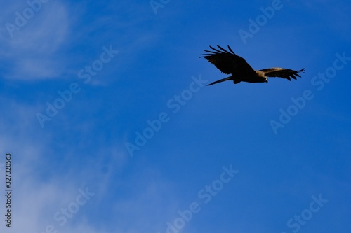 black kiter is in flight © Matthewadobe