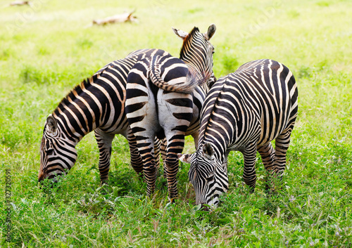 Zebras in Tsavo East National Park, Kenya, Africa