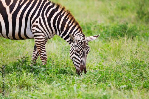 Zebras in Tsavo East National Park  Kenya  Africa
