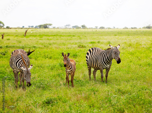 Zebras in Tsavo East National Park  Kenya  Africa