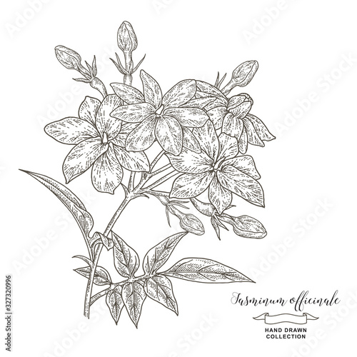 Jasmine or Jasminum officinale branch. Hand drawn jasmine flowers and leaves isolated on white. Vector illustration botanical. Vintage engraving style.