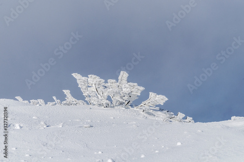 Fototapeta Naklejka Na Ścianę i Meble -  Ośnieżone krzewy na połoninie Wetlińskiej Bieszczady