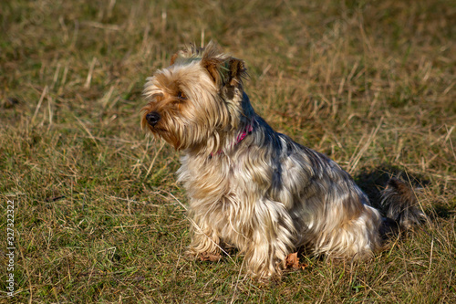 Portrait of Yorkshire Terrier on meadow