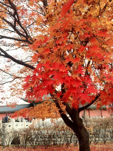 紅葉2