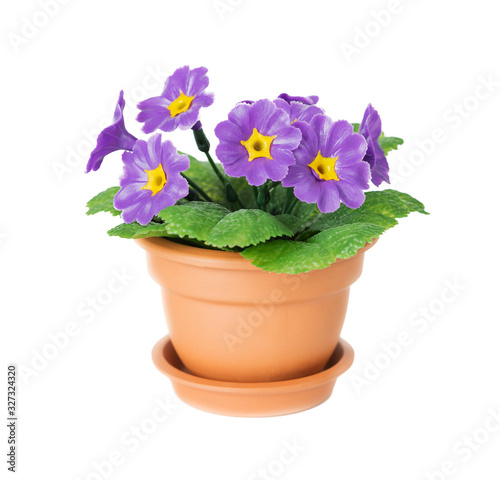 Fototapeta Naklejka Na Ścianę i Meble -  Houseplant primrose with purple flowers