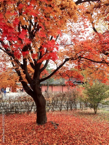 紅葉