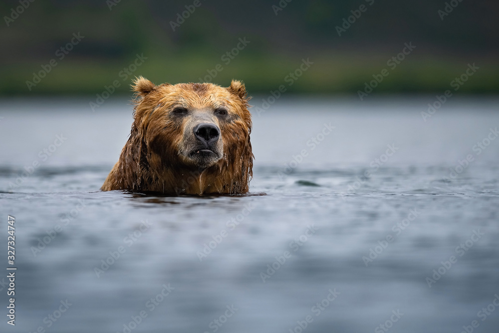 The Kamchatka brown bear, Ursus arctos beringianus catches salmons at Kuril Lake in Kamchatka, running in the water, action picture The Kamchatka brown bear, Ursus arctos beringianus catches salmons at Kuril Lake in Kamchatka, running in the water, action picture