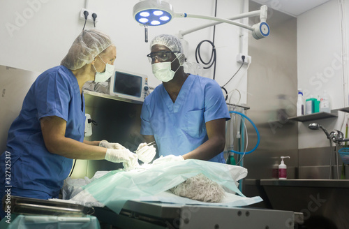 Veterinarian surgeons in operating room at animal hospital