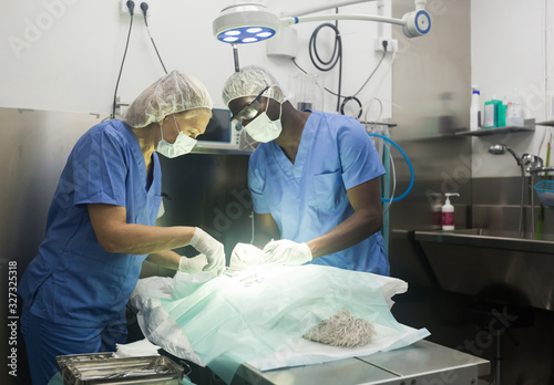 Surgery for a dog in a veterinary clinic