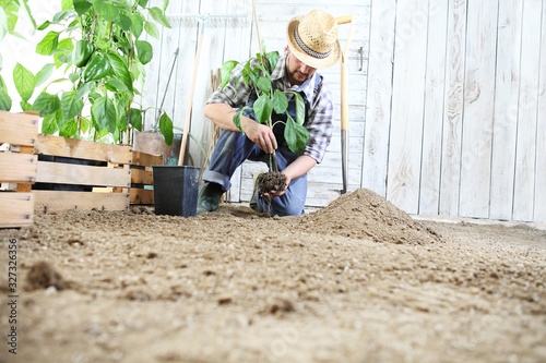 man plant out a seedling in the vegetable garden, work the soil with the garden spade, near wooden boxes full of green plants