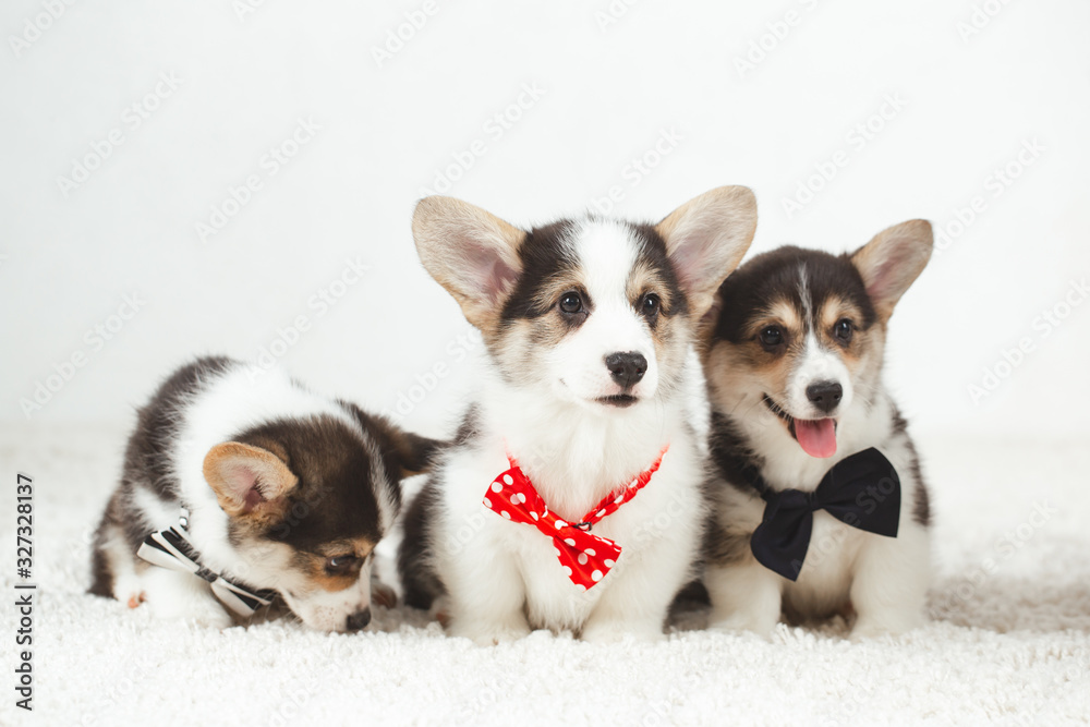 Corgi puppies with bow tie