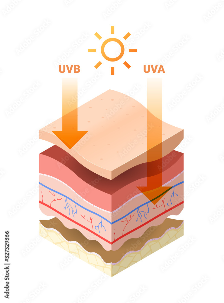 uvb uva rays from sun penetrate into epidermis of skin cross-section of human skin layers structure skincare medical concept flat vector illustration