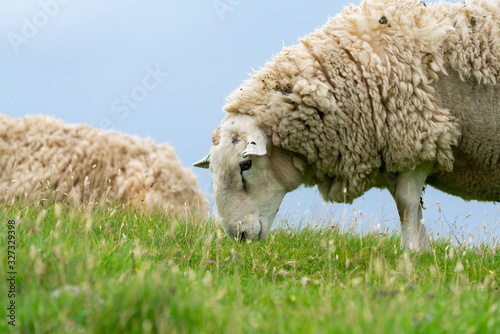 Canvastavla Sheep grazing in Scotland countryside