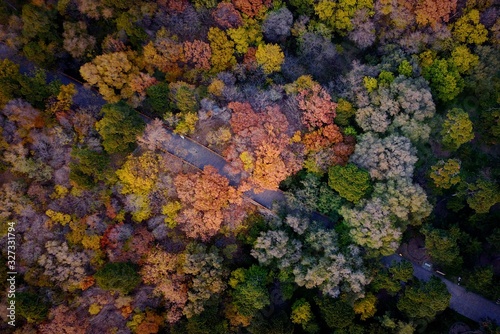 Autumn Trees Birdview