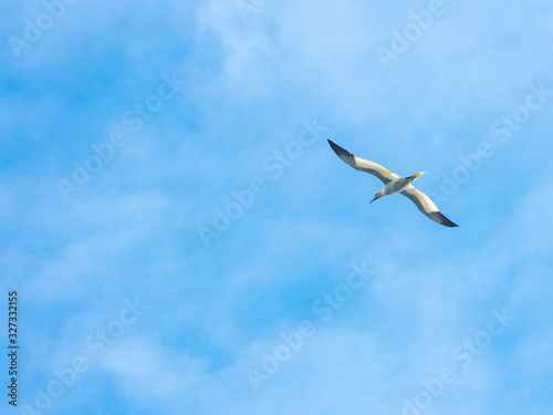 Atlantic Seabird called Gannet flying overhead with winds outstretched