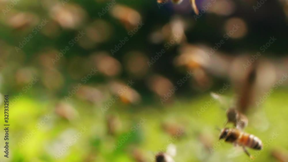 Slow motion of big swarm of honey bees flying around beehive in apiary bee dancing insect Slow motion of big swarm of honey bees flying around beehive in apiary bee dancing insect