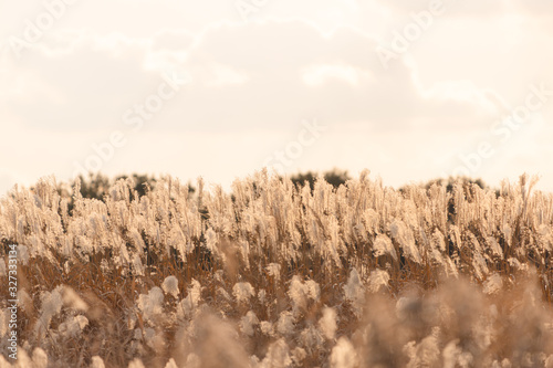 ススキの原っぱ