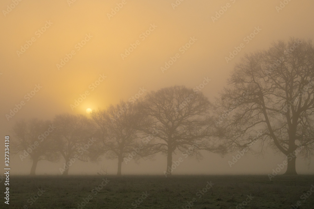 A row of trees in a misty field just after sunrise.