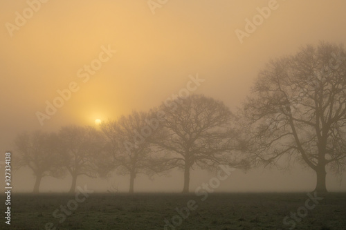 A row of trees in a misty field just after sunrise.