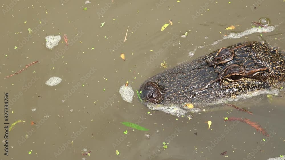 American alligator at the Honey Island river swamp (from the Tour boat). Louisiana, USA American alligator at the Honey Island river swamp (from the Tour boat). Louisiana, USA