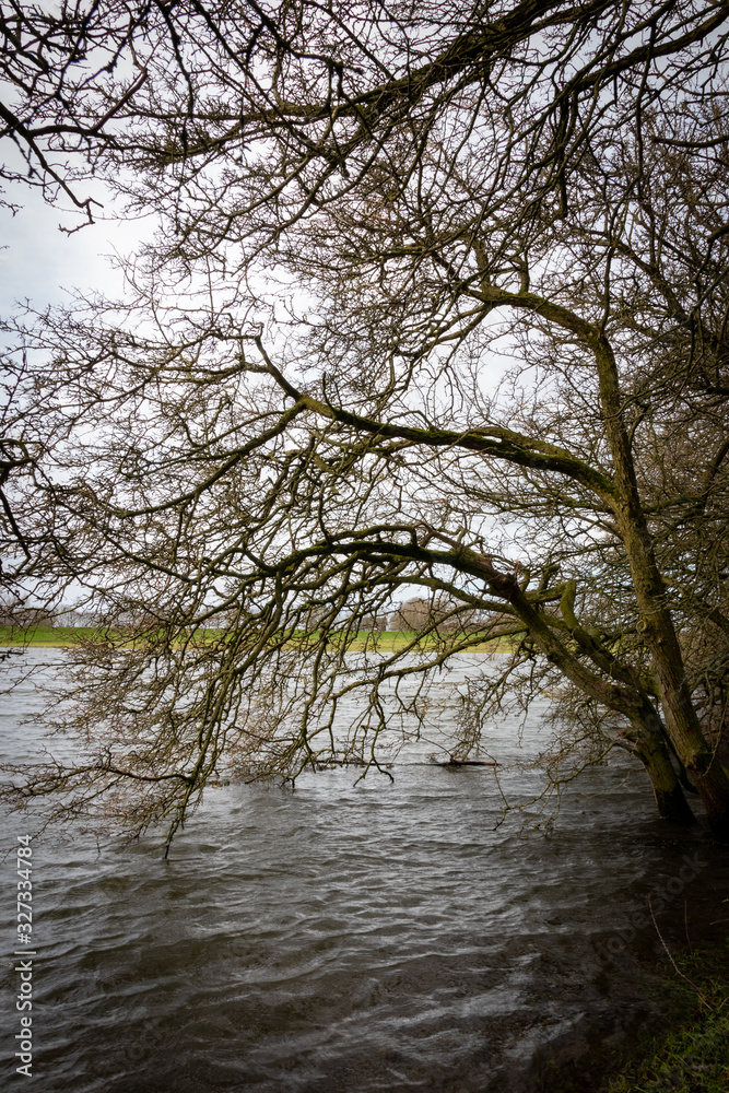 Trees standing in flooded floodplain along Lek river in The Netherlands Trees standing in flooded floodplain along Lek river in The Netherlands