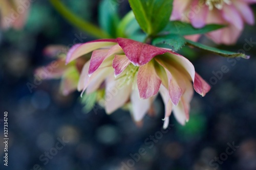 Beautiful image of pink hellebore against soft background with copy space