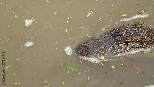 American alligator at the Honey Island river swamp (from the Tour boat). Louisiana, USA