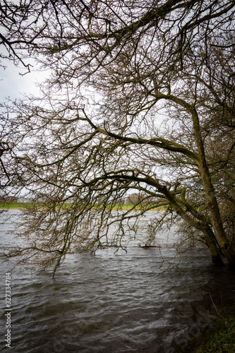 Trees standing in flooded floodplain along Lek river in The Netherlands